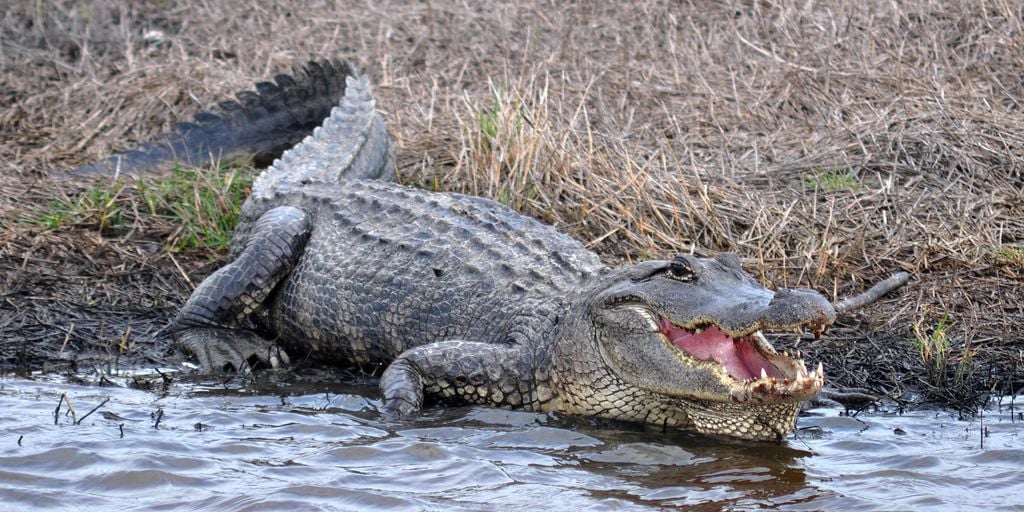 A diferença entre jacaré e crocodilo é sutil e exige atenção aos detalhes (Imagem: Wilafa/Unsplash)