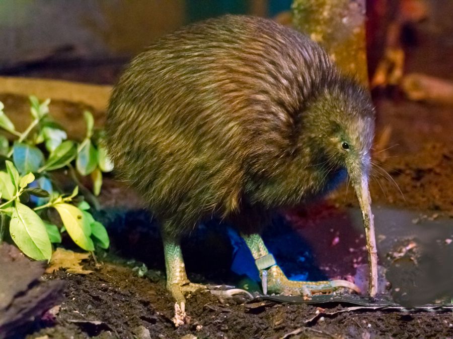 Aves Kiwi nascem na Nova Zelândia após mais de 150 anos - Canaltech