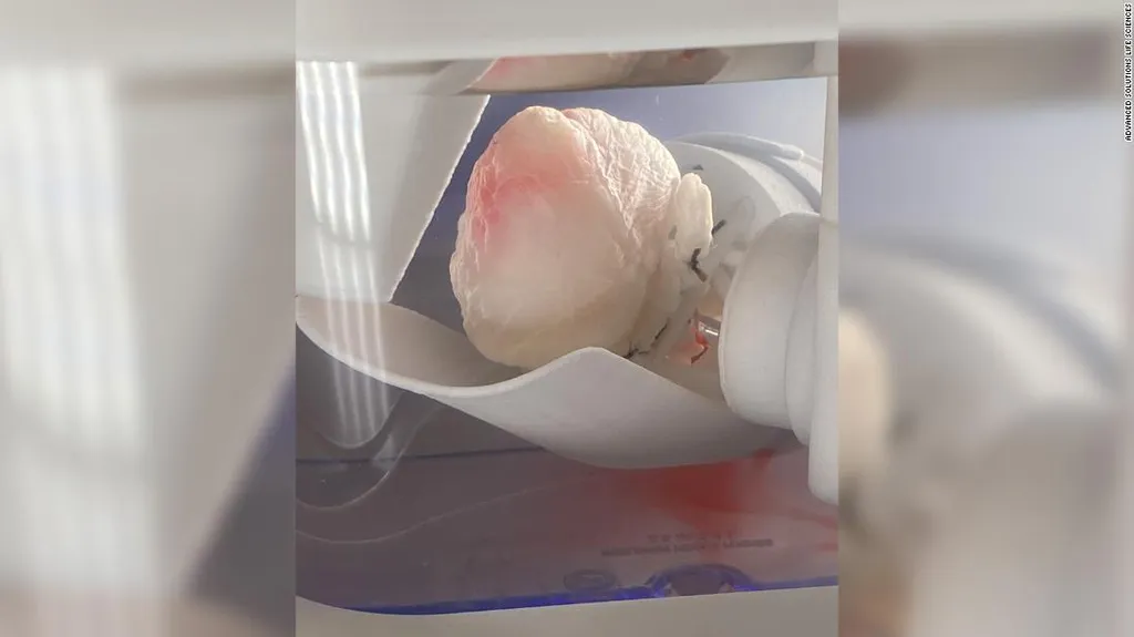 Cientistas inserem células-tronco humanas em coração feito com tecidos de porco (Imagem: Divulgação/Advanced Solutions)