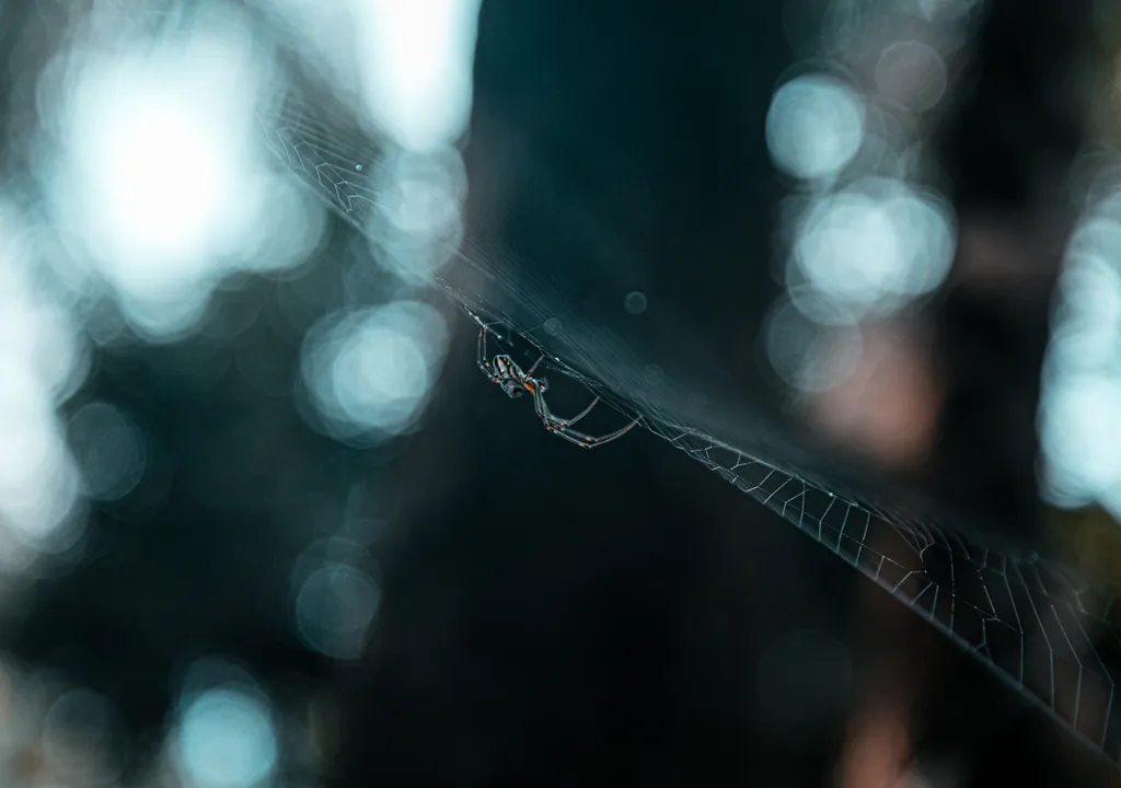 Diferente das outras, as aranhas da família Ctenidae caçam livremente, sem teia (Imagem: Nigentili/Envato Elements)