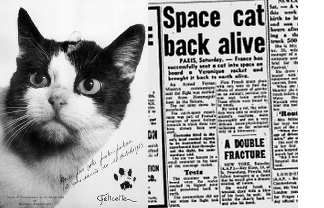 Cadela Laika | Conheça a triste história do 1º animal enviado ao espaço