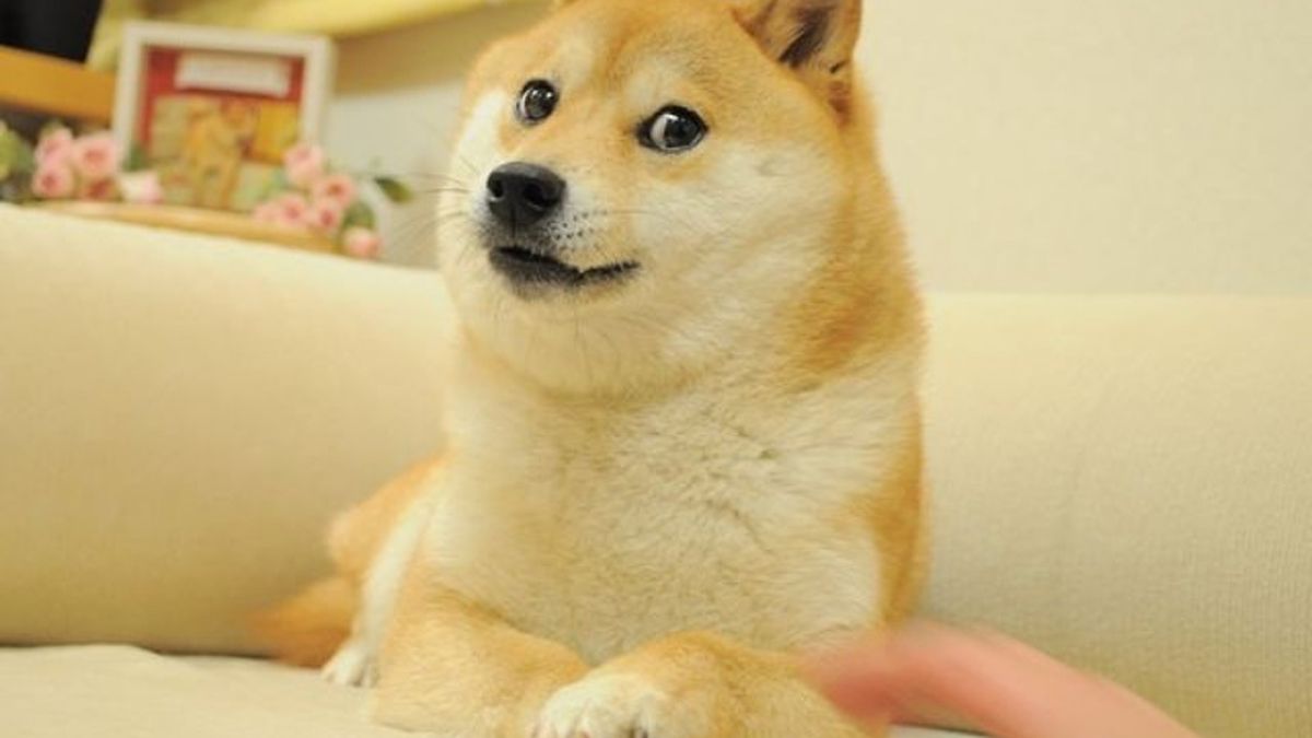 Doge | O cachorro que virou meme e NFT milionário - Canaltech