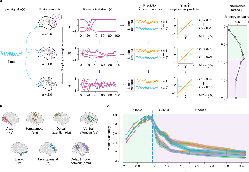 Medição da capacidade cognitiva da rede neural biológica (Imagem: Reprodução/Mcgill University)