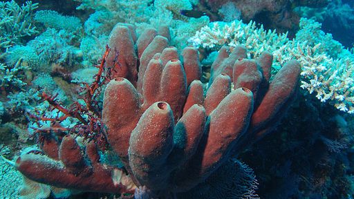 Cientista pode ter encontrado restos mortais do animal mais antigo do mundo