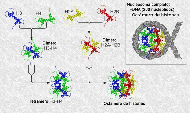 Estrutura do nucleossoma e formação de histonas para a estrutura do DNA — descobrir mais sobre a