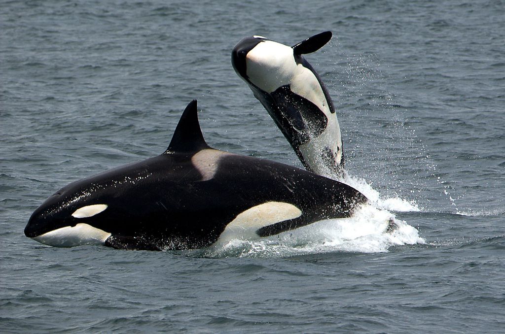 As orcas não estão com nenhuma sede de sangue ou passando a evoluir para ficarem mais perigosas aos humanos — especialistas afirmam que o comportamento possa ser uma 