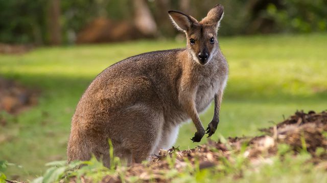 Experimento condiciona marsupial a procurar espaço seguro usando microchips