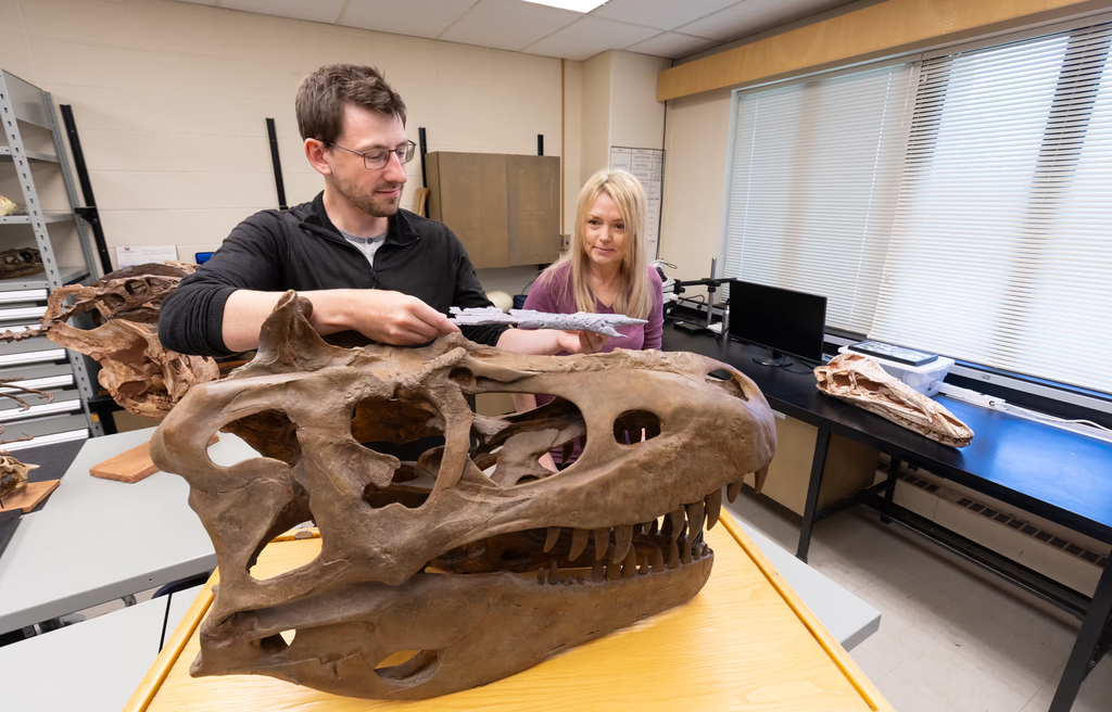 A nova espécie, apelidada de Príncipe dos Dragões da Mongólia, era menor do que os grandes tiranossauros rex (Imagem: Riley Brandt/University of Calgary)