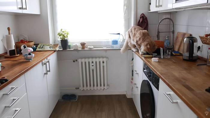 Youtuber cria robô com IA que espanta o gato do balcão com jatos de água