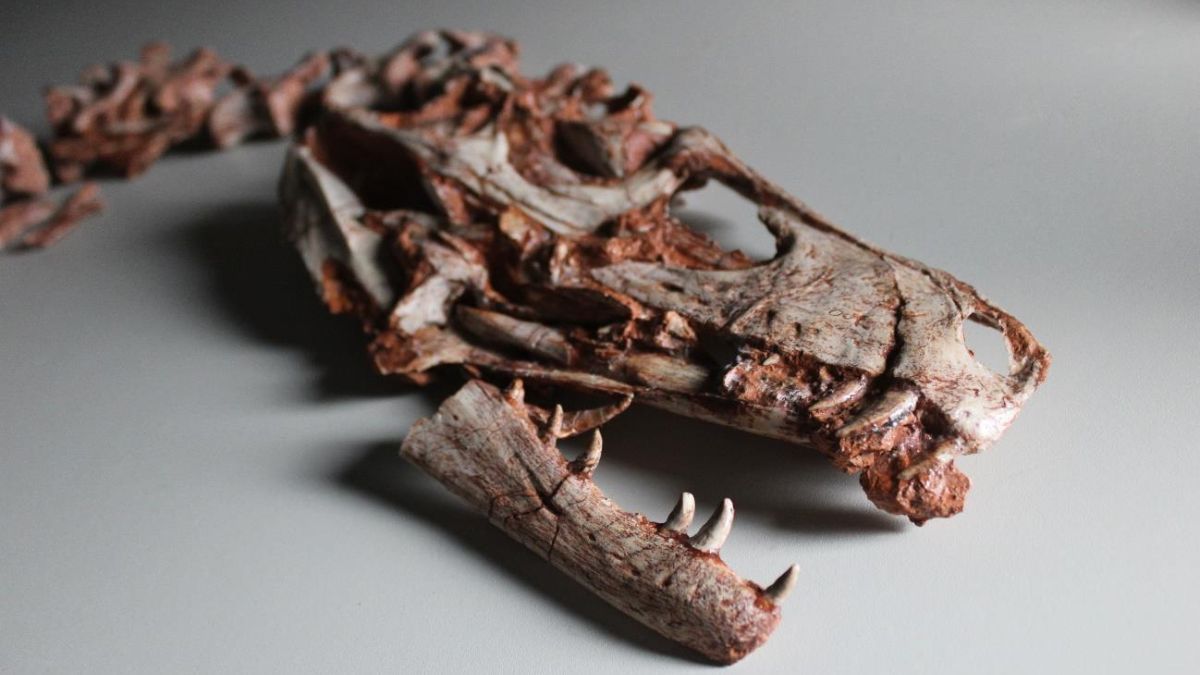 Cicatrizes de dinossauros de Brasil e Argentina revelam comportamento agressivo