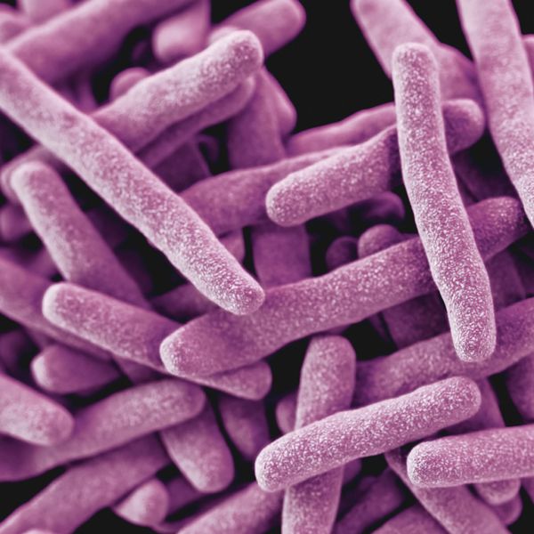 Bactérias geneticamente modificadas podem ser ingeridas para
