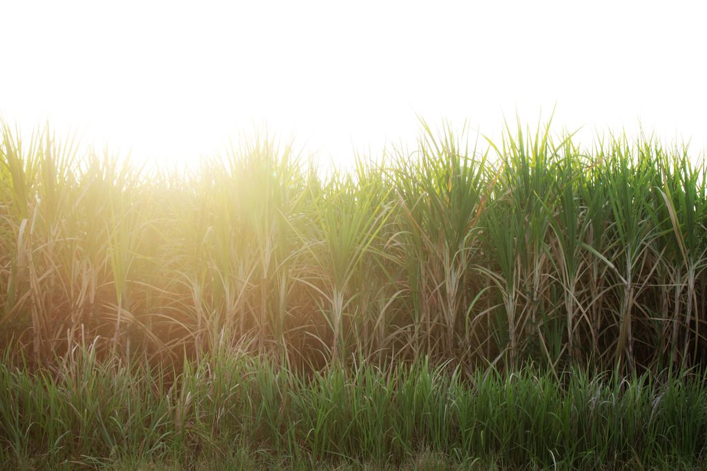 O Brasil é, com sobras, o maior produtor de cana-de-açúcar do mundo (Imagem: Divulgação/ RK1979/Envato)