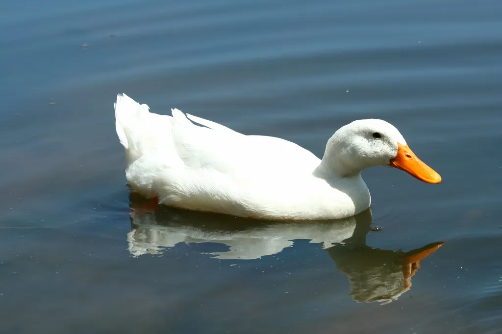 O pato-doméstico é um dos clássicos exemplos deste animal no imaginário, já que é na maioria das vezes todo branco (Imagem: Njnightsky/Envato Elements)