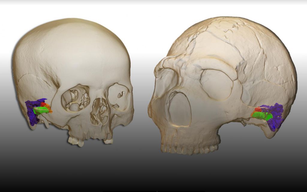 Neandertais tinham capacidade física para entender e fazer discursos, diz estudo