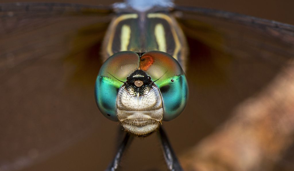 As libélulas se destacam por uma visão bem nítida (Imagem: pazham/envato)