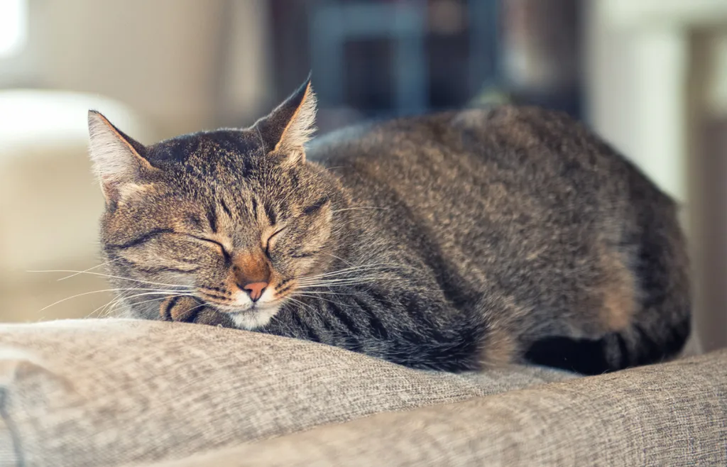 Os gatos passam a maior parte da vida dormindo (Imagem: jordygraph/envato)
