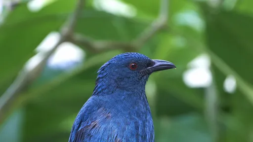 Por que a cor azul é rara na natureza?