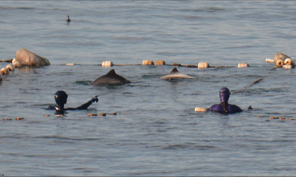 A organização Delfa monitora a costa do Mar Negro para identificar outros possíveis golfinhos afetados pelo vazamento de petróleo (Imagem: Delfacenter.org)