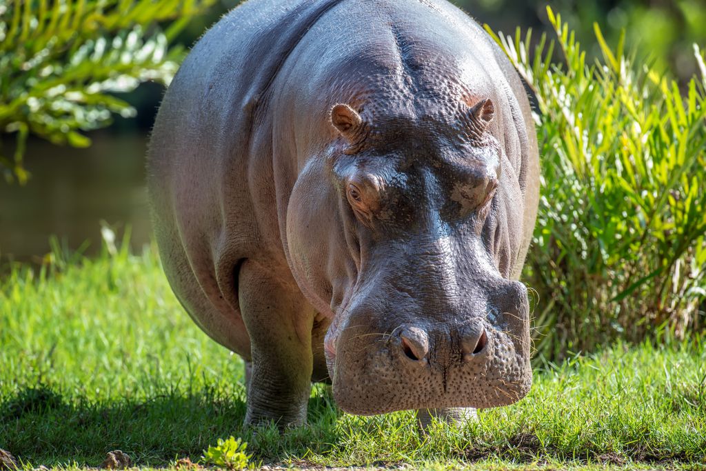 Apesar de dormir muito, o hipopótamo é um dos animais mais perigosos do mundo (Imagem: byrdyak/envato)