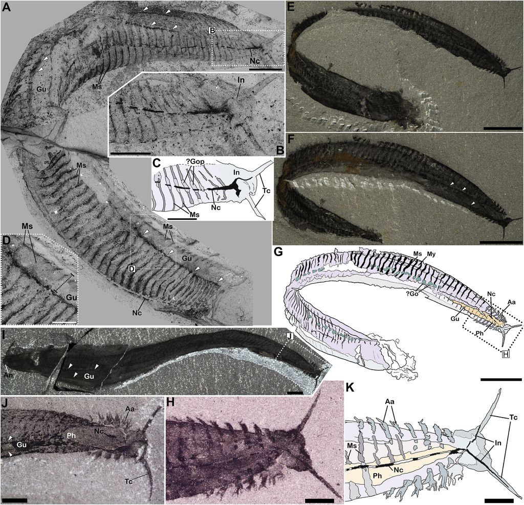 A forma do animal e suas características, na orientação antiga, não faziam sentido se comparado com outros animais (Imagem: Mussini et al./Current Biology)