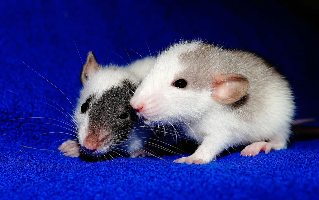 Os roedores tiveram melhorias na visão, no cérebro e nos intestinos após o transplante de indivíduos mais novos para mais velhos (Imagem: Karsten Paulick/Pixabay)