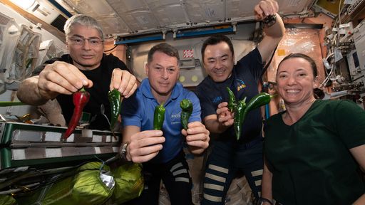 Astronautas colhem pimentas cultivadas no espaço e comem tacos na ISS