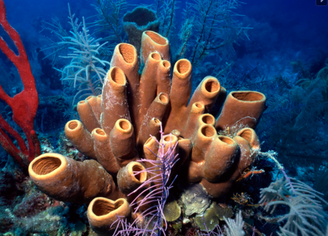 Esponja-do-mar, do filo Porifera (Imagem: Reprodução/Dennis Sabo)