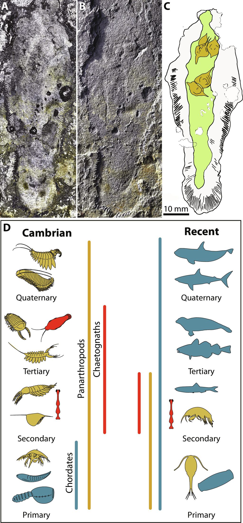 No topo, o corpo do Timorebestia com os Isoxys em seu sistema digestivo, em amarelo; abaixo, a prevista cadeia alimentar de Sirius Passet no Cambriano (Imagem: Park et al./Science Advances Paleontology)