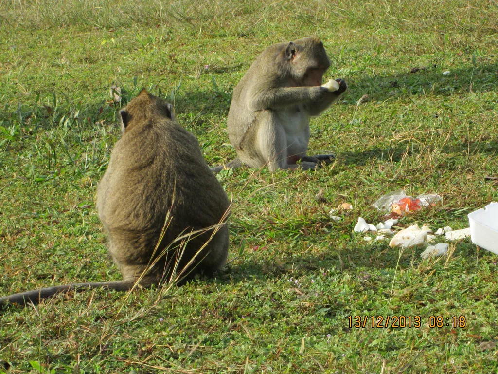 Os macacos-cinomolgos da Indonésia são urbanos e se alimentam de comida dada por humanos (Imagem: Rudolph.A.Furtado/CC-BY-1.0)