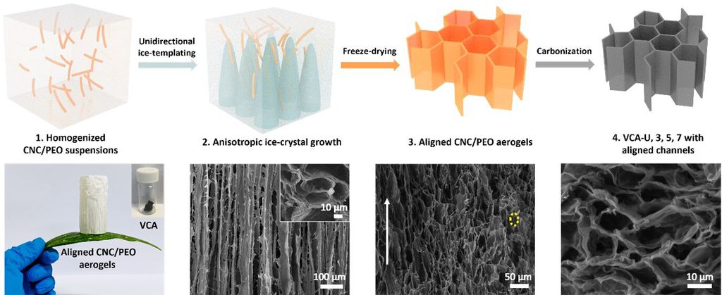 Nanocristais de celulose criando canais para transportar íons de sódio e potássio (Imagem: Reprodução University of Bristol)