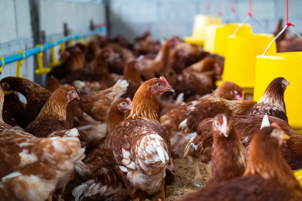 Holanda pretende sacrificar 30 mil galinhas para combater gripe aviária (Imagem: tawatchai07/Freepik)