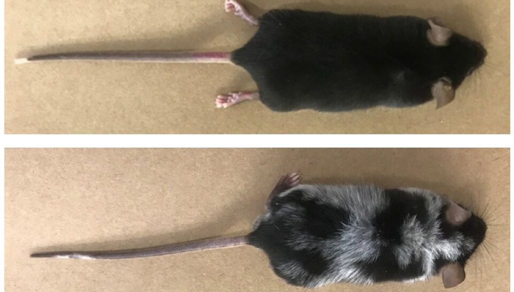 O ratinho antes (acima) e depois (abaixo) do experimento que acelerou o embranquecimento de sua pelagem (Foto: Divulgação/Fapesp)