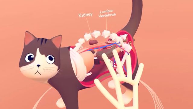 Explore toda a anatomia de um gato no app de realidade virtual Cat Explorer