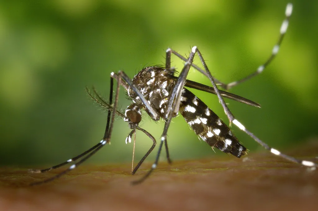 Baseado na proteína Anexina-A, o remédio contra dengue pode ser realidade nos próximos anos (Imagem: Wikilmages/Pixabay)