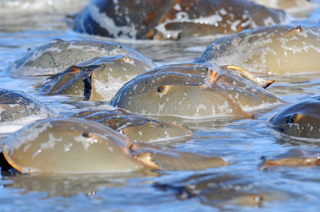 Caranguejos-ferradura nadando no mar, em seu habitat natural — eles sobreviveram a cinco extinções em massa graças a adaptações impressionantes no sangue (Imagem: U.S. Fish and Wildlife Service)