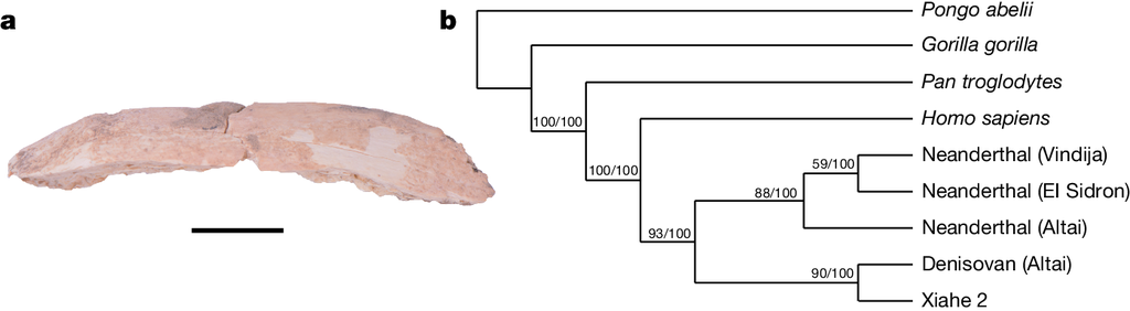 Fóssil de denisovano encontrado no Tibete ajuda a contar a história desses primos extintos dos humanos modernos (Imagem: Xia et al, 2024/Nature)