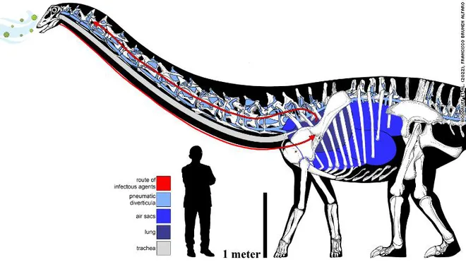 Evidências mostram que doenças respiratórias também matavam dinossauros