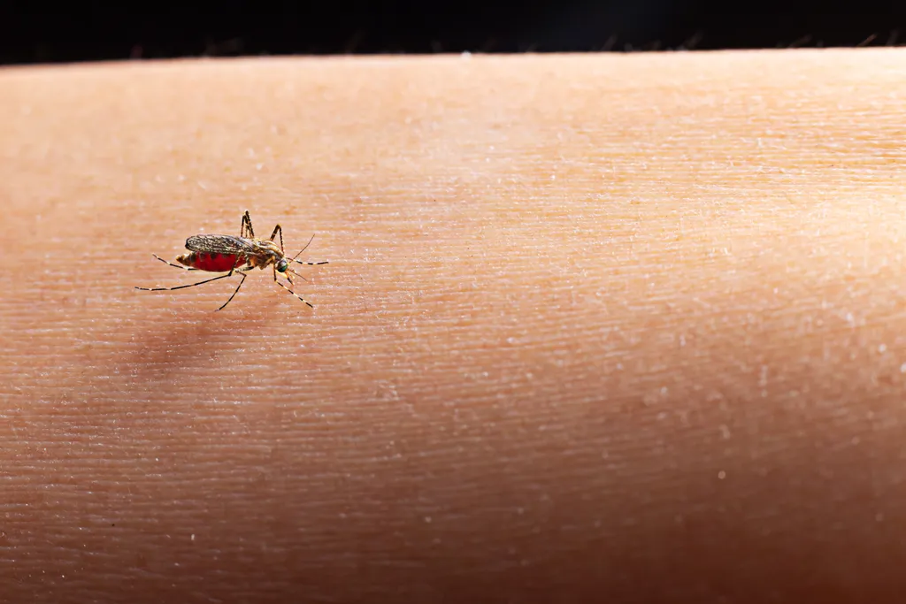 Apenas a fêmea do mosquito pica e usa o sangue no processo de reprodução, como faz o 