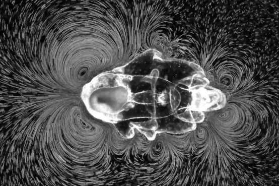 A larva de estrela-do-mar tem cílios que permitem a movimentação (Imagem: Prakash Lab/Stanford University)