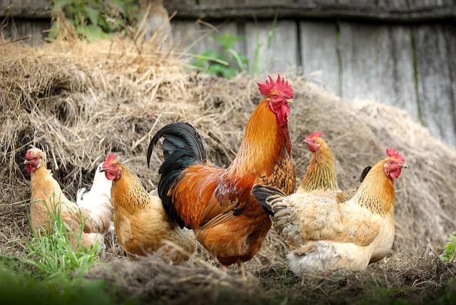 Galinhas em granja