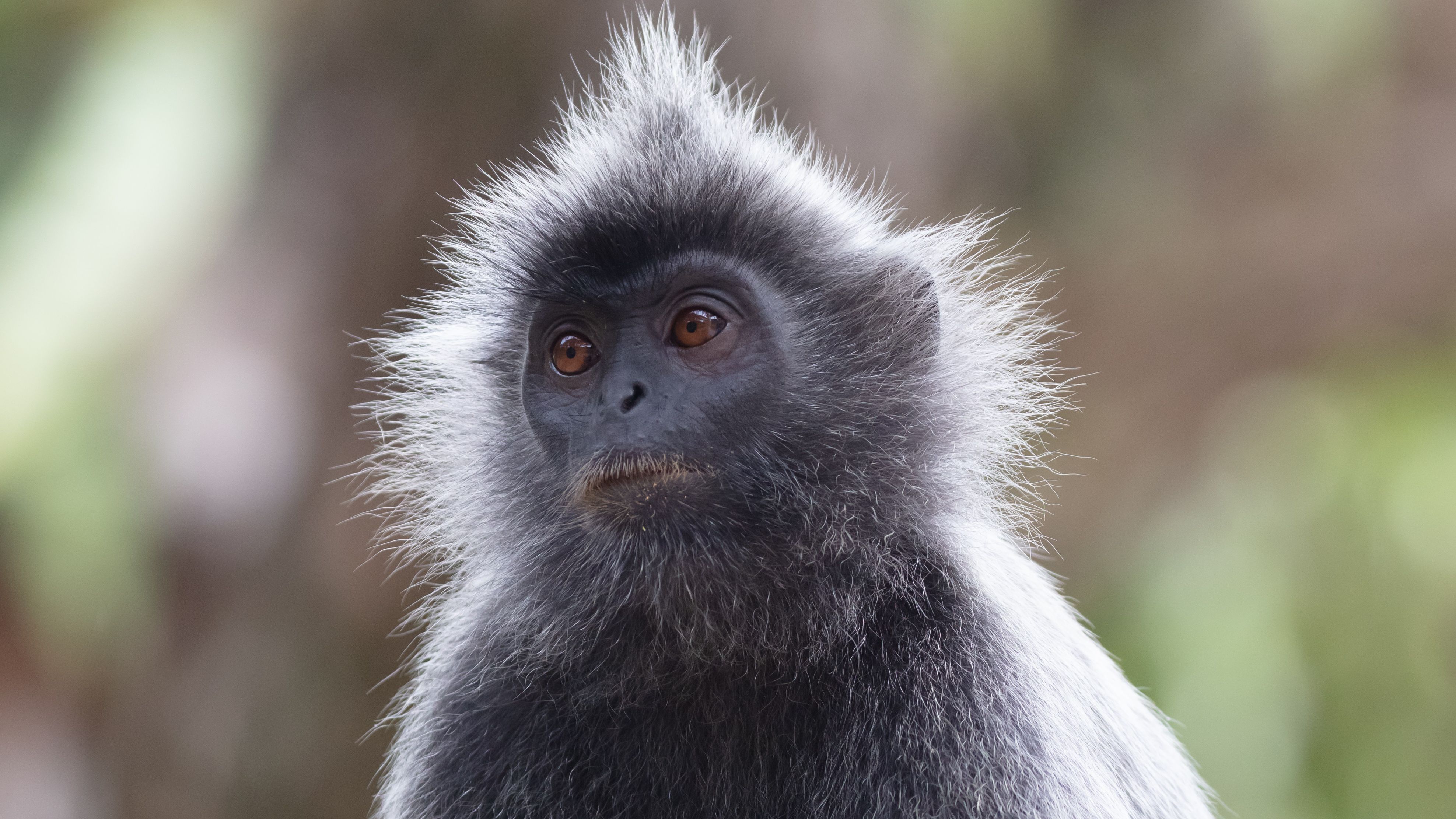 Raríssimo macaco híbrido chama atenção de cientistas em novo