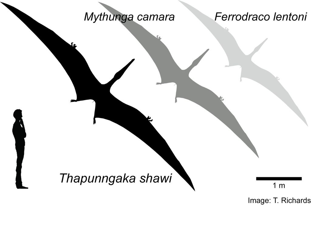 Pterossauro descoberto na Austrália teria sido um "dragão da vida real"