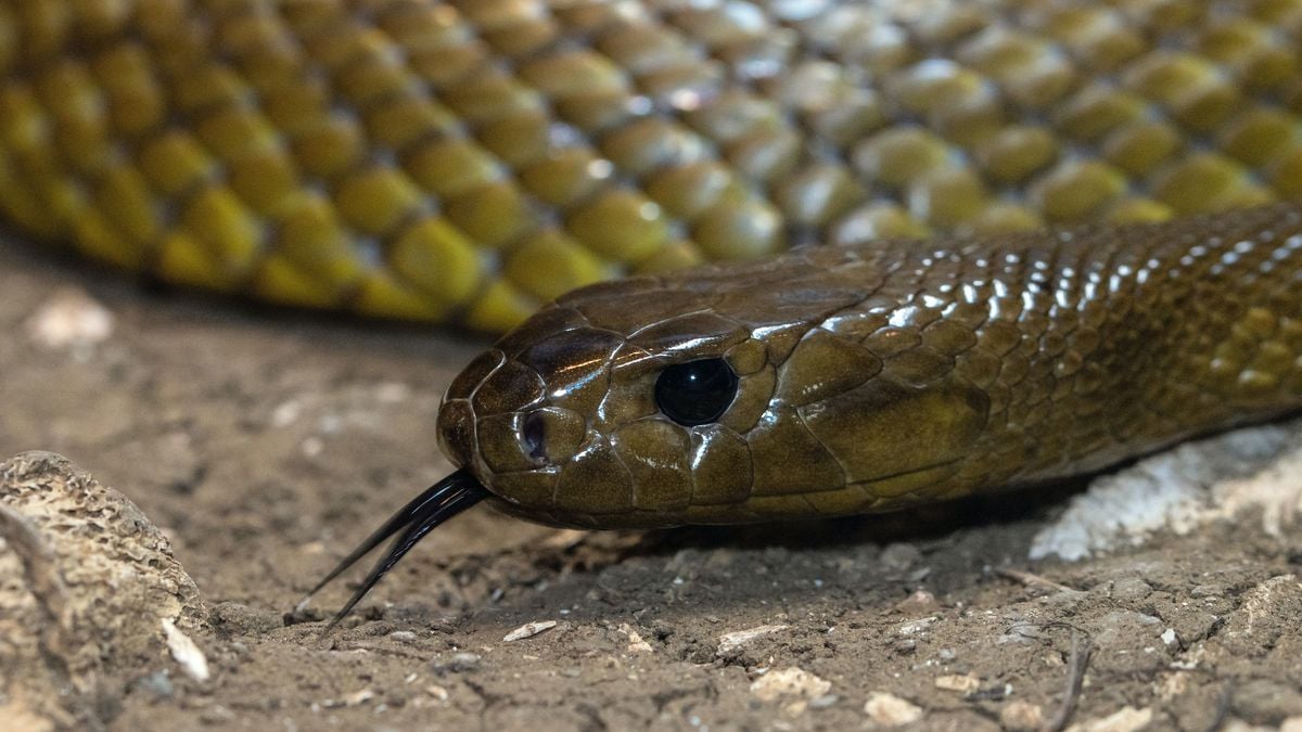 Esta é a Cobra Mais Letal do Mundo
