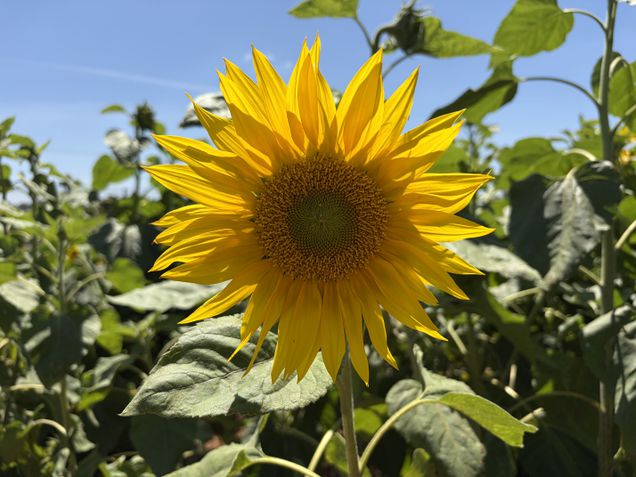 iPhone Air - Câmera traseira