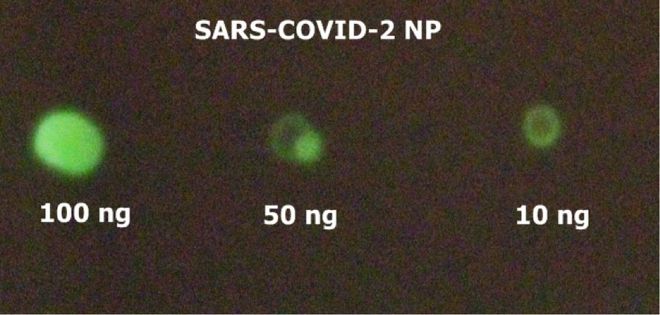 Quanto maior a concentração dos anticorpos, maior é o brilho do resultado (Imagem: Reprodução/Vadim Viviani/UFSCar)