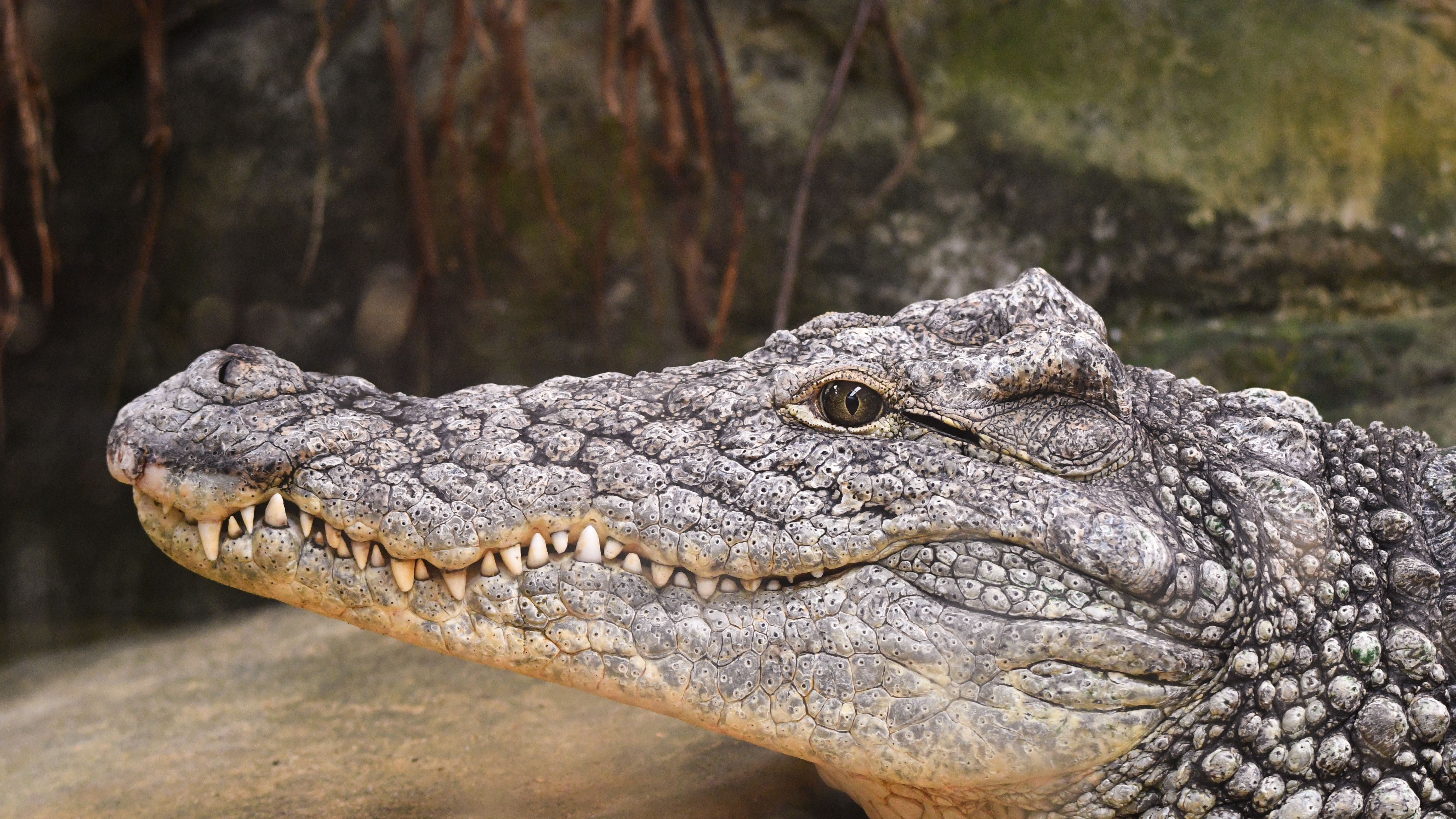 Primeiros dinossauros botavam ovos de casca mole, revela estudo - TecMundo