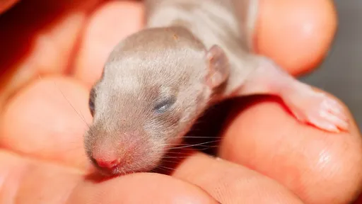 Polêmica: ratos machos ficam "grávidos" e geram filhotes em experimento chinês