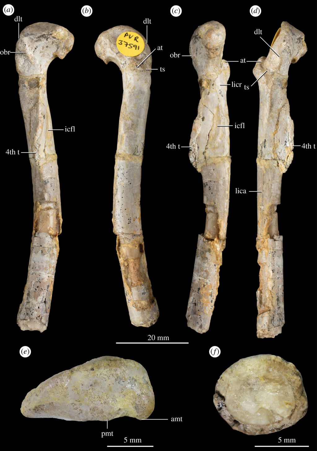 Dinossauro carnívoro mais antigo do Reino Unido é identificado por paleontólogos