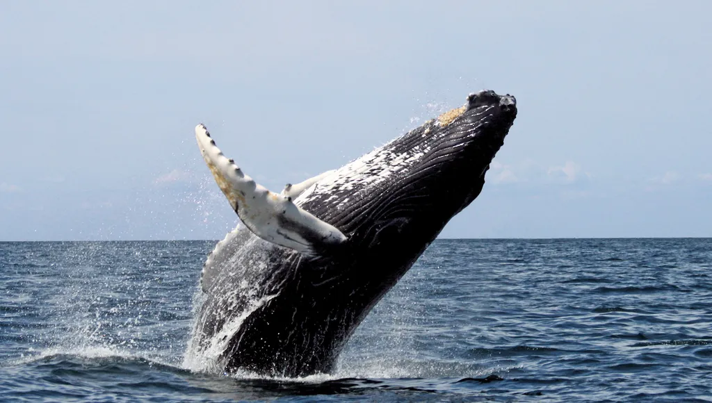 As baleias promovem um grande processo de fixação do gás carbônico da atmosfera, sendo grandes aliadas na luta contra as mudanças climáticas (Imagem: Whit Welles/CC-BY-3.0)