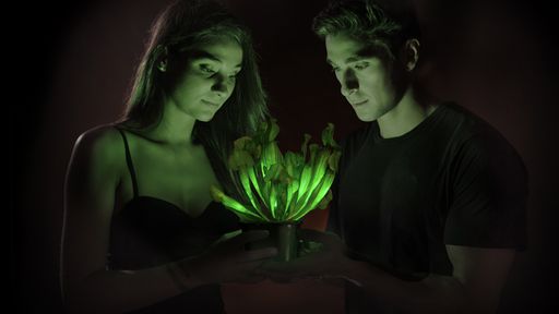 Plantas que brilham no escuro podem substituir lâmpadas no futuro